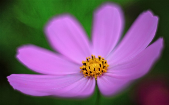 ピンクのコスモスの花-植物の写真壁紙 ブラウズ:6312