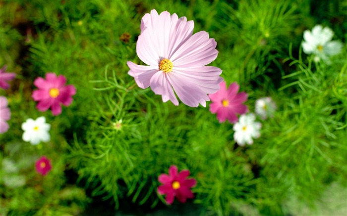 Cosmos Pink fleurs-Haute Qualité HD Wallpaper Vues:8349