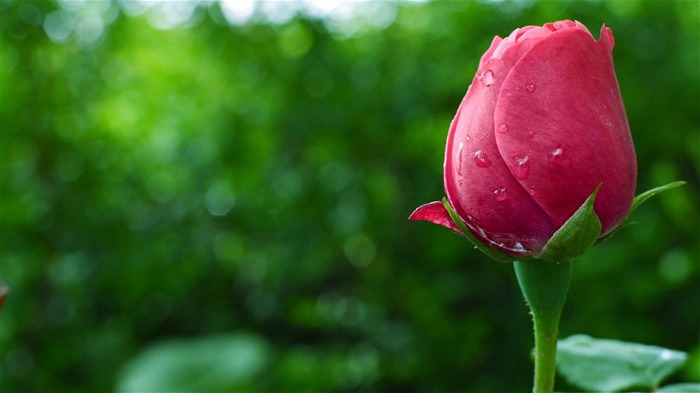 ピンク芽をバラ-植物の写真壁紙 ブラウズ:9247