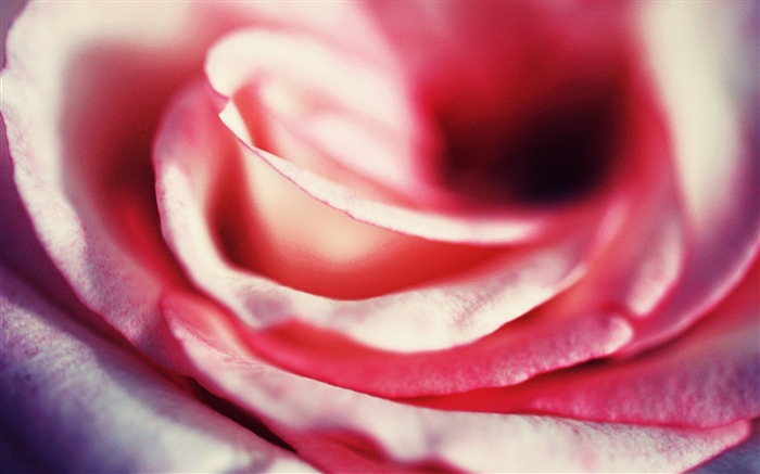 Pink rose petals macro-2015 High Quality Wallpaper Views:7517 Date:2015/12/14 6:34:28