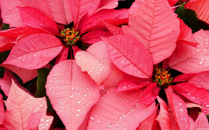 Poinsettia-Windows 10 HD Wallpaper Views:8268 Date:2015/12/19 2:34:43