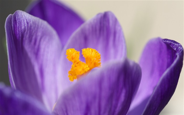 꽃 피는 식물 사진 벽지 찾아보기 :23816