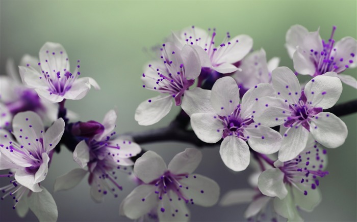 Floraison pourpre ressort de la cerise-Haute Qualité HD Fonds d'écran Vues:8931