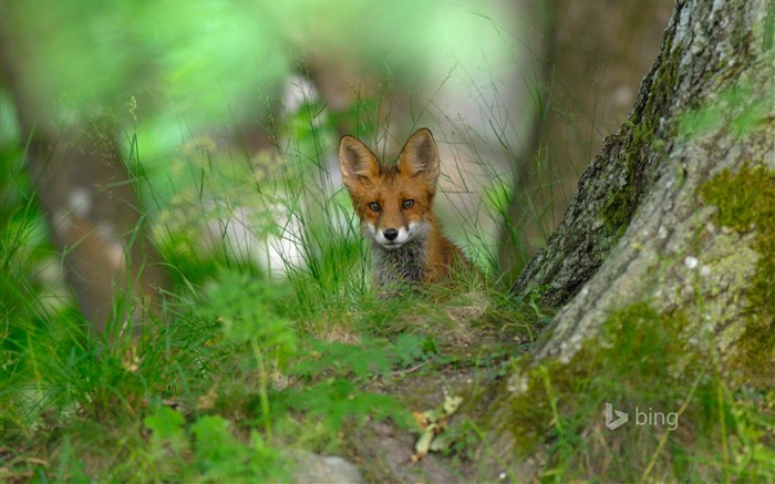 Red fox in the forest-Bing Desktop Wallpaper Views:11924 Date:2015/12/20 2:22:24