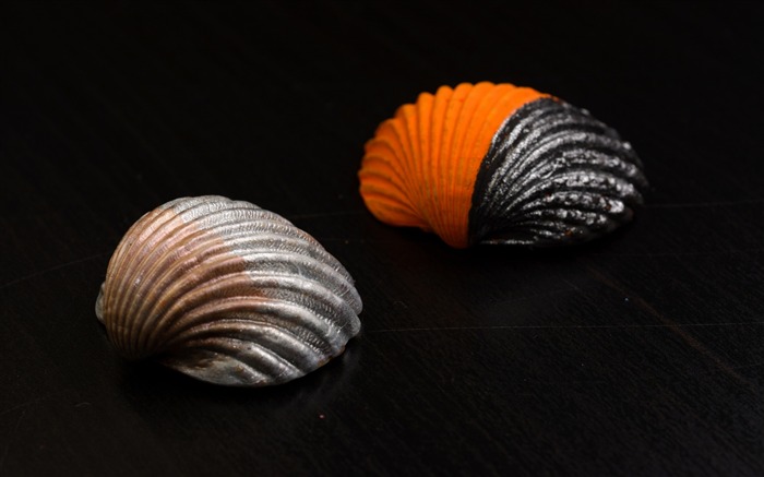 Seashells color-2015 High Quality Wallpaper Views:6962 Date:2015/12/14 6:35:33