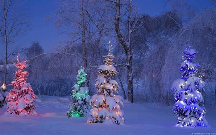 Snow tree lights-Windows 10 HD Wallpaper Views:8888 Date:2015/12/19 2:32:18