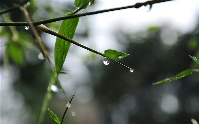 Spring dew drop-2015 High Quality Wallpaper Views:6881 Date:2015/12/14 6:22:47