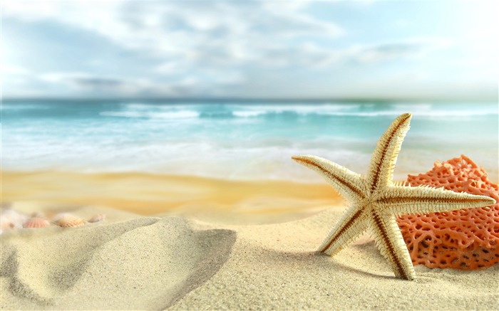 Starfish beach summer-High Quality HD Wallpaper Views:16114 Date:2015/12/11 21:03:15