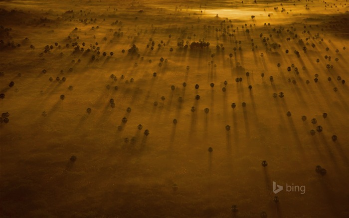 Trees Pantanal in Brazil -Bing Desktop Wallpaper Views:7807 Date:2015/12/20 2:26:55