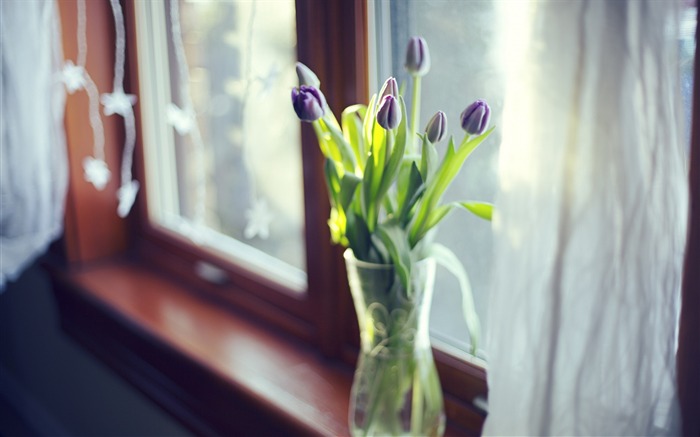 Tulipes fleurs de fenêtre de vase-photographie Fond d'écran Vues:7410