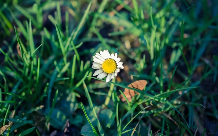 Marguerite blanche fleur herbe-Haute Qualité HD Wallpaper Vues:6826