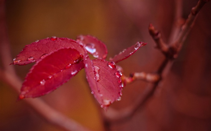 red leaf branch drops-2015 High Quality Wallpaper Views:7246 Date:2015/12/14 6:24:48