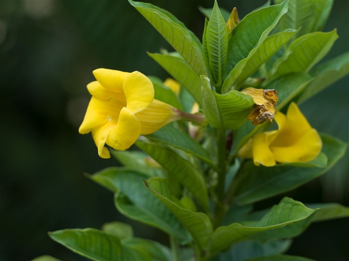 Allamanda Flowers-Flower photo HD Wallpaper Views:7830 Date:2016/1/14 7:57:56