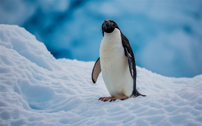 Antarctique manchots royaux animaux HD Fond d'écran Vues:34868