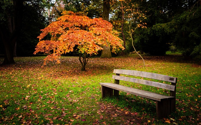 Autumn Yellow Trees Bench-Nature Photo fondo de pantalla HD Vistas:9052