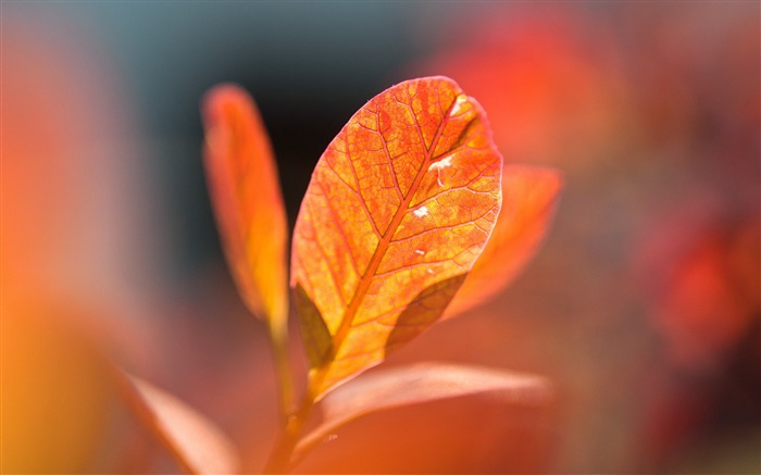 Automne feuilles d'oranger bokeh-Haute Qualité HD Fond d'écran Vues:7806