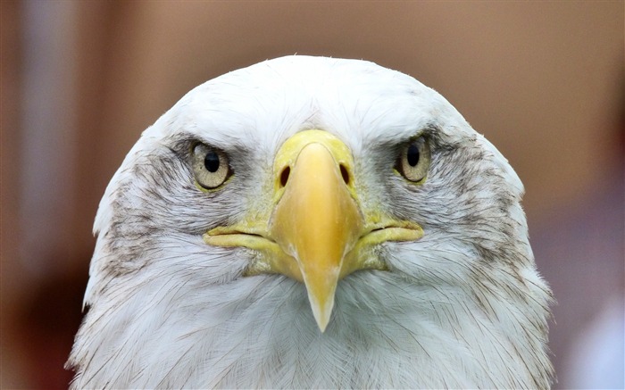 Bald Eagle vautour oiseau-Haute Qualité HD Fond d'écran Vues:11584