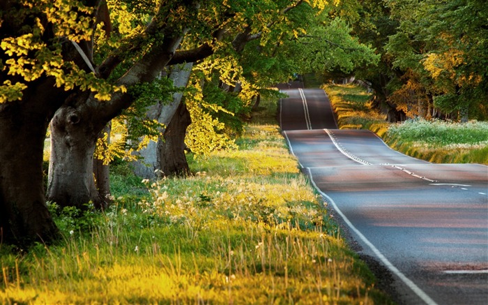 Papel de Parede Desktop da Primavera-HD Spring Forest Visualizações:10361