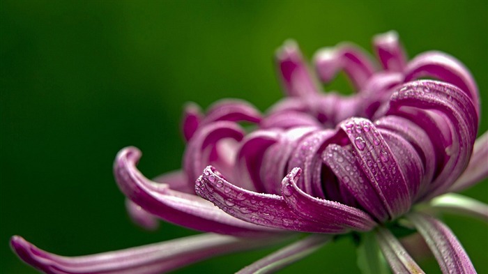 Beautiful purple chrysanthemums-Flower photo HD Wallpaper Views:10541 Date:2016/1/14 8:04:31