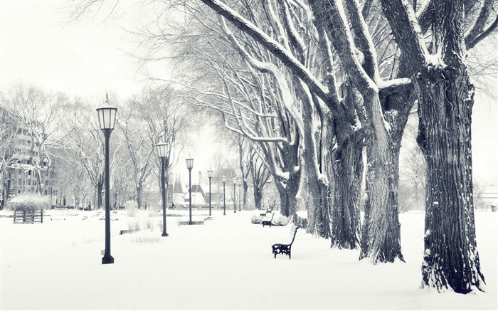 Lindas lâmpadas de neve de árvores de inverno park-Landscapes HD Wallpaper Visualizações:12045