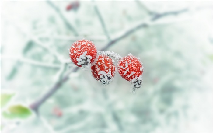 Berry branch frost winter-High Quality HD Wallpaper Views:8027 Date:2016/1/2 0:09:00