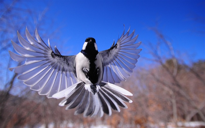 Pájaro aleteo alas-Papel tapiz de escritorio de alta calidad Vistas:9523