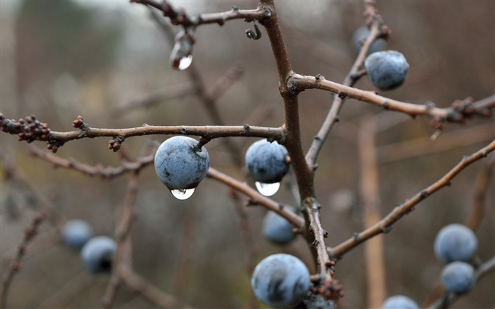 Blackthorn berries branches drops-High Quality HD Wallpaper Views:8617 Date:2016/1/2 0:10:48