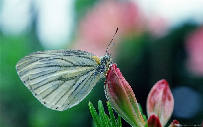 Papillon sur bourgeons roses-Windows 10 Thème HD Fond d'écran Vues:8723