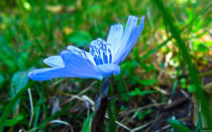 Fleurs de chicorée-Windows 10 Thème HD Fond d'écran Vues:9594