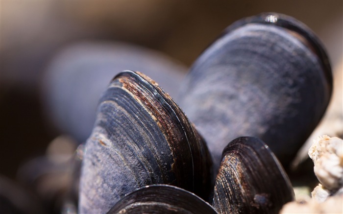 Palourdes moules débourser close up-Haute Qualité HD Fond d'écran Vues:8914