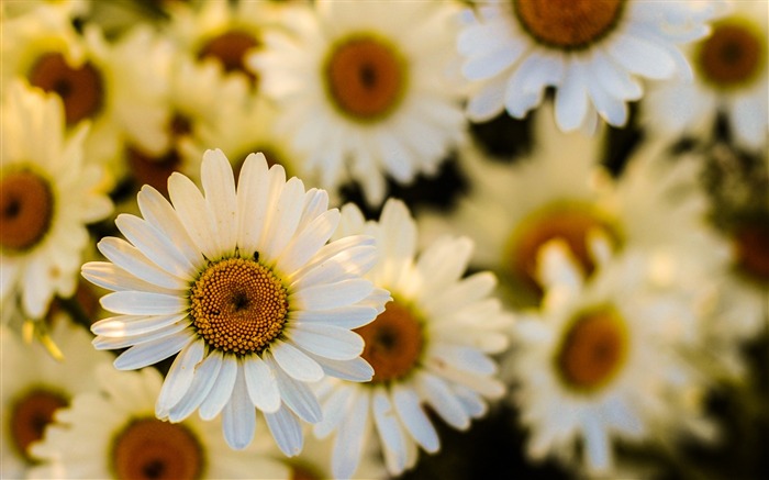 Daisies flowers petals-High Quality HD Wallpaper Views:10852 Date:2016/1/6 4:35:24