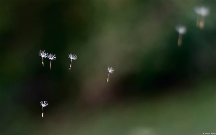 Graines de pissenlit volant dans le ciel-Windows 10 Thème HD Fond d'écran Vues:10851