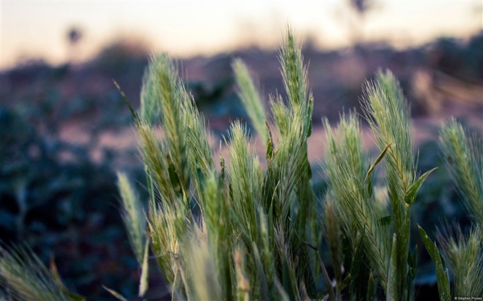 les plantes du désert-Windows 10 Thème HD Fond d'écran Vues:7033