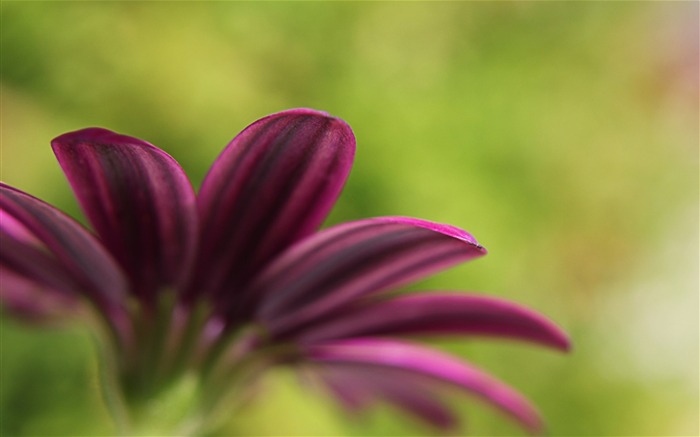 花绿色背景-摄影高清壁纸 浏览:5727