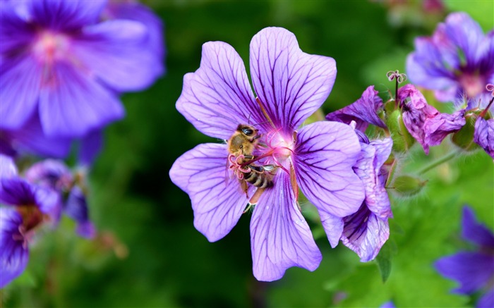 花果茶花粉的蜜蜂-高品质高清壁纸 浏览:8907