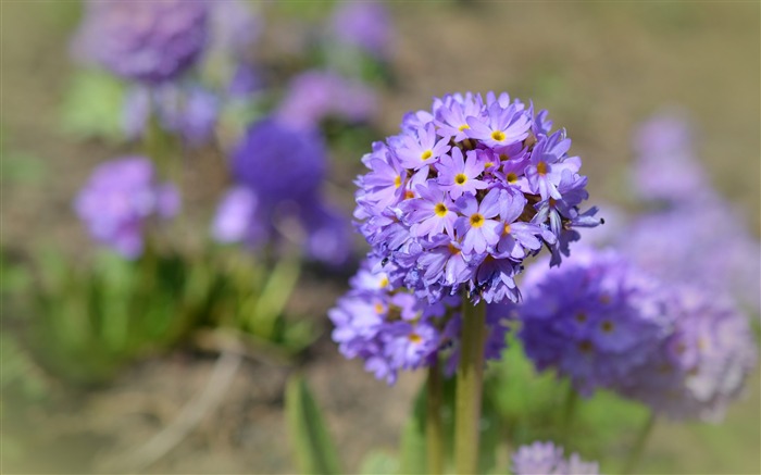 Flowers buds petals close up-High Quality HD Wallpaper Views:7308 Date:2016/1/2 0:21:21