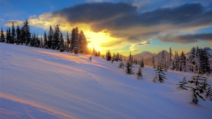 Nubes doradas pinos nevados-Nature Photo fondo de pantalla HD Vistas:8093