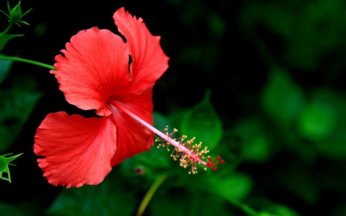 Gorgeous hibiscus-Flower photo HD Wallpaper Views:11860 Date:2016/1/14 8:07:44