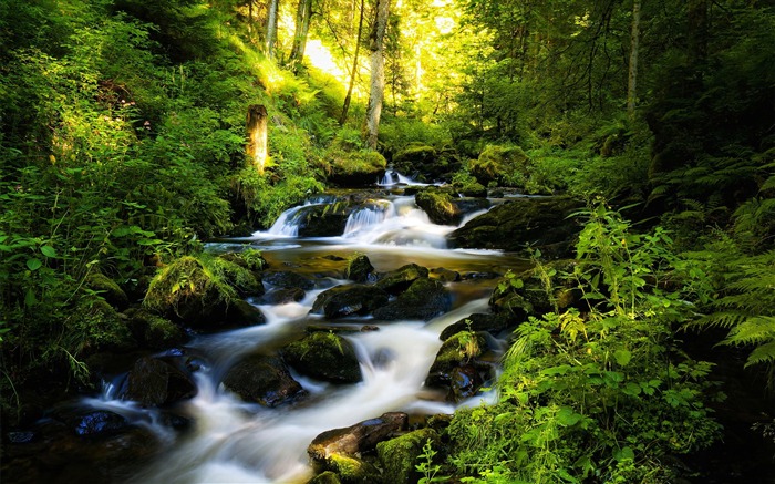 Green Forest Rivers Allemagne-Paysage HD Fond d'écran Vues:12434