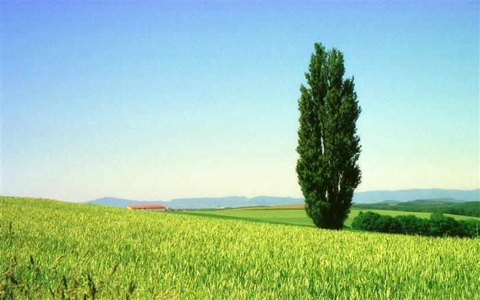 Green Grass Blue Sky Um papel de parede de árvore-HD Visualizações:11824