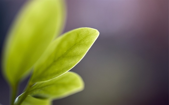 Green leaves bokeh-Haute Qualité HD Fond d'écran Vues:7217