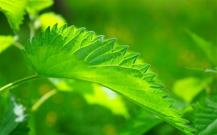 Folha de urtiga verde close-up - papel de parede de alta qualidade HD Visualizações:6350