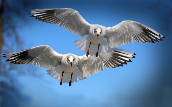 Gulls birds flying flapping-High Quality HD Wallpaper Views:11243 Date:2016/1/2 0:24:06