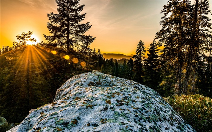 Colline arbres soleil la neige-Haute Qualité HD Fond d'écran Vues:7337