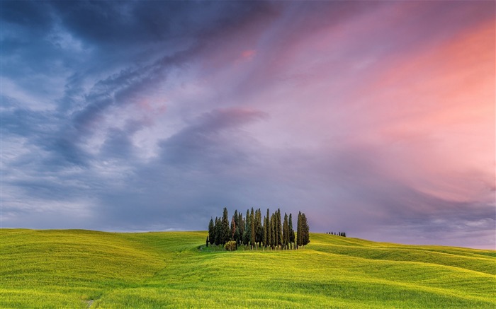 Italy tuscany field grass trees-High Quality HD Wallpaper Views:8296 Date:2016/1/6 4:51:55