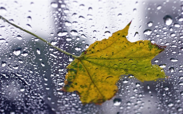 Leaf maple drop glass wet-Macro theme wallpaper Views:7447 Date:2016/1/31 6:05:17