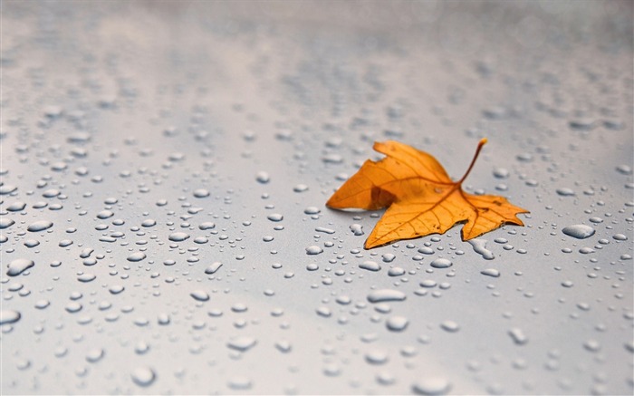 Leaf maple surface drops-Macro theme wallpaper Views:5886 Date:2016/1/31 6:16:58