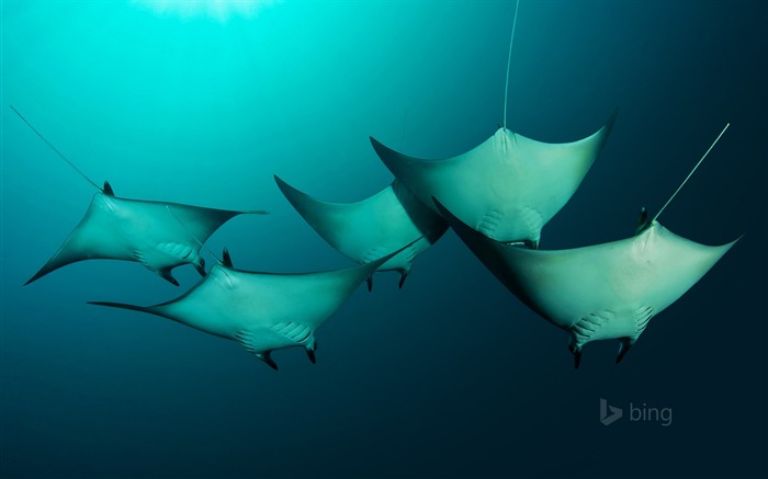 Manta rays near the Solomon Islands-2016 Bing Desktop Wallpaper Views:9920 Date:2016/1/15 7:55:13