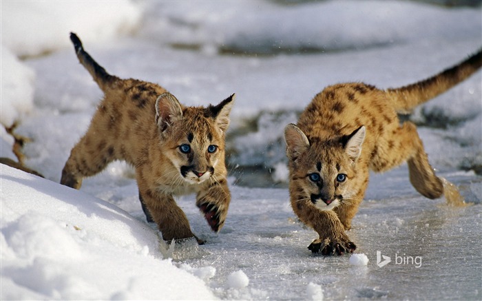 Mountain lion Uinta National Forest-2016 Bing Desktop Wallpaper Views:8018 Date:2016/1/15 7:57:13