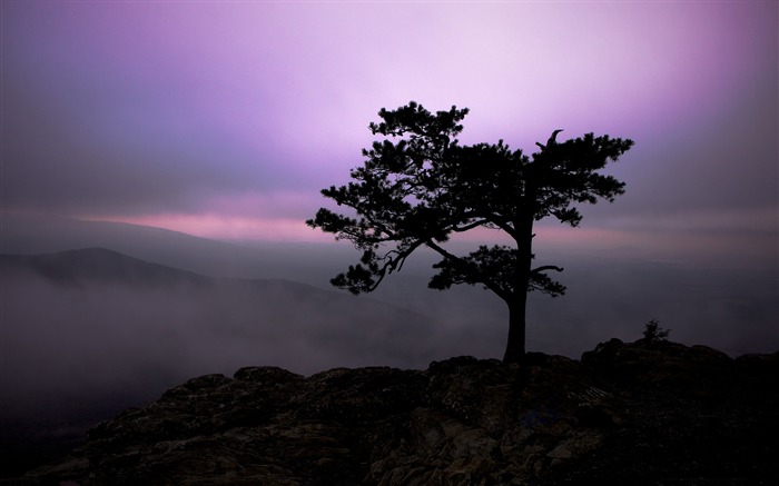 Paisagem da natureza, pinheiro, crepúsculo, HD, papel de parede Visualizações:7874